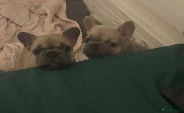 French Bulldog dogs - Advert 6