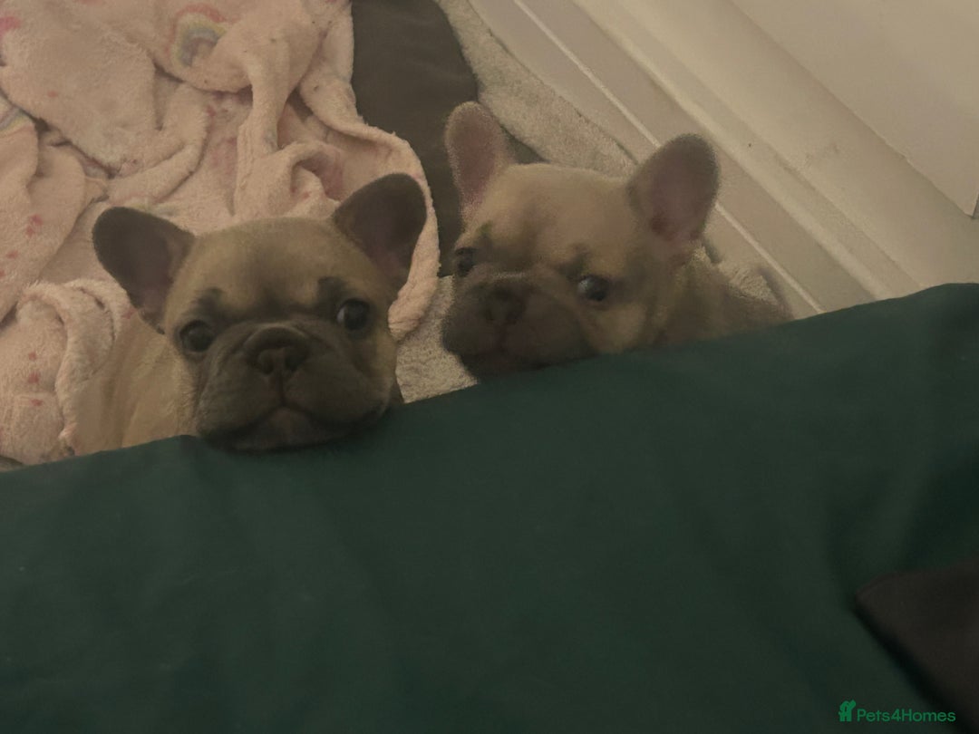 French Bulldog dogs for sale: Female frenchies  - Image 1