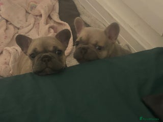 French Bulldog dogs - Advert 3