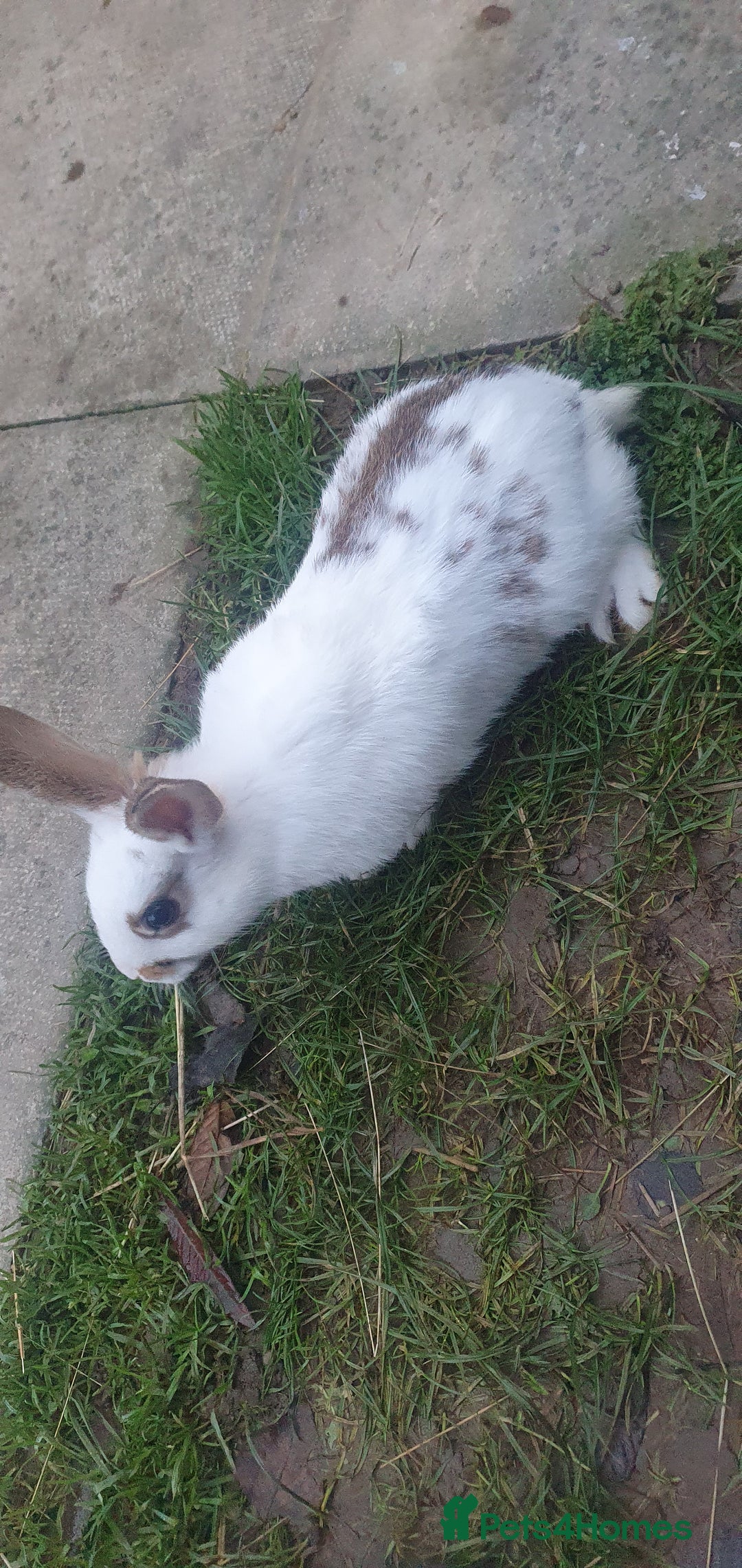 Mixed Breed rabbits for sale: Rabbits - Advert 2