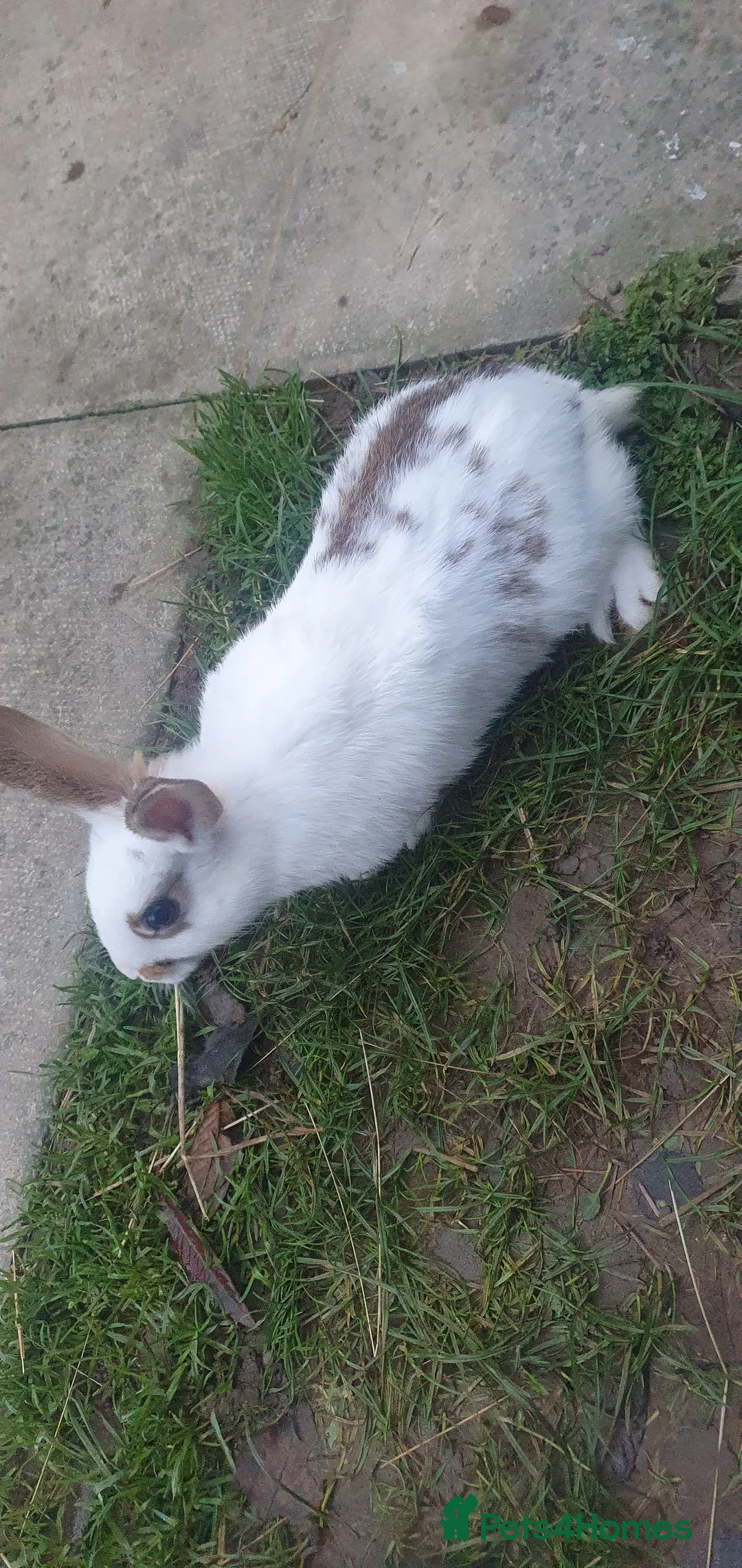 Mixed Breed rabbits for sale: Rabbits - Advert 2