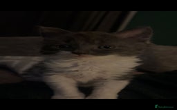 Devon Rex cats for sale: Stunning half devon rex kittens  - Image 9