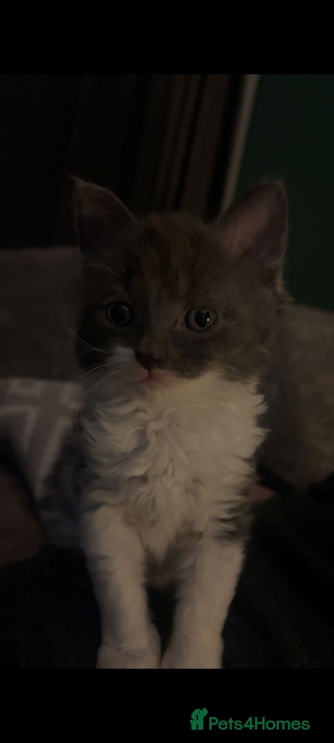 Devon Rex cats for sale: Stunning half devon rex kittens  - Image 9