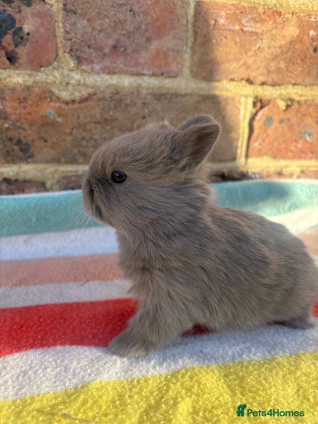 Netherland Dwarf rabbits for sale: Sweet Blue Netherland Dwarf bunnies  - Advert 2
