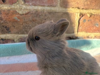 Netherland Dwarf rabbits Sweet Blue Netherland Dwarf bunnies - Advert 2