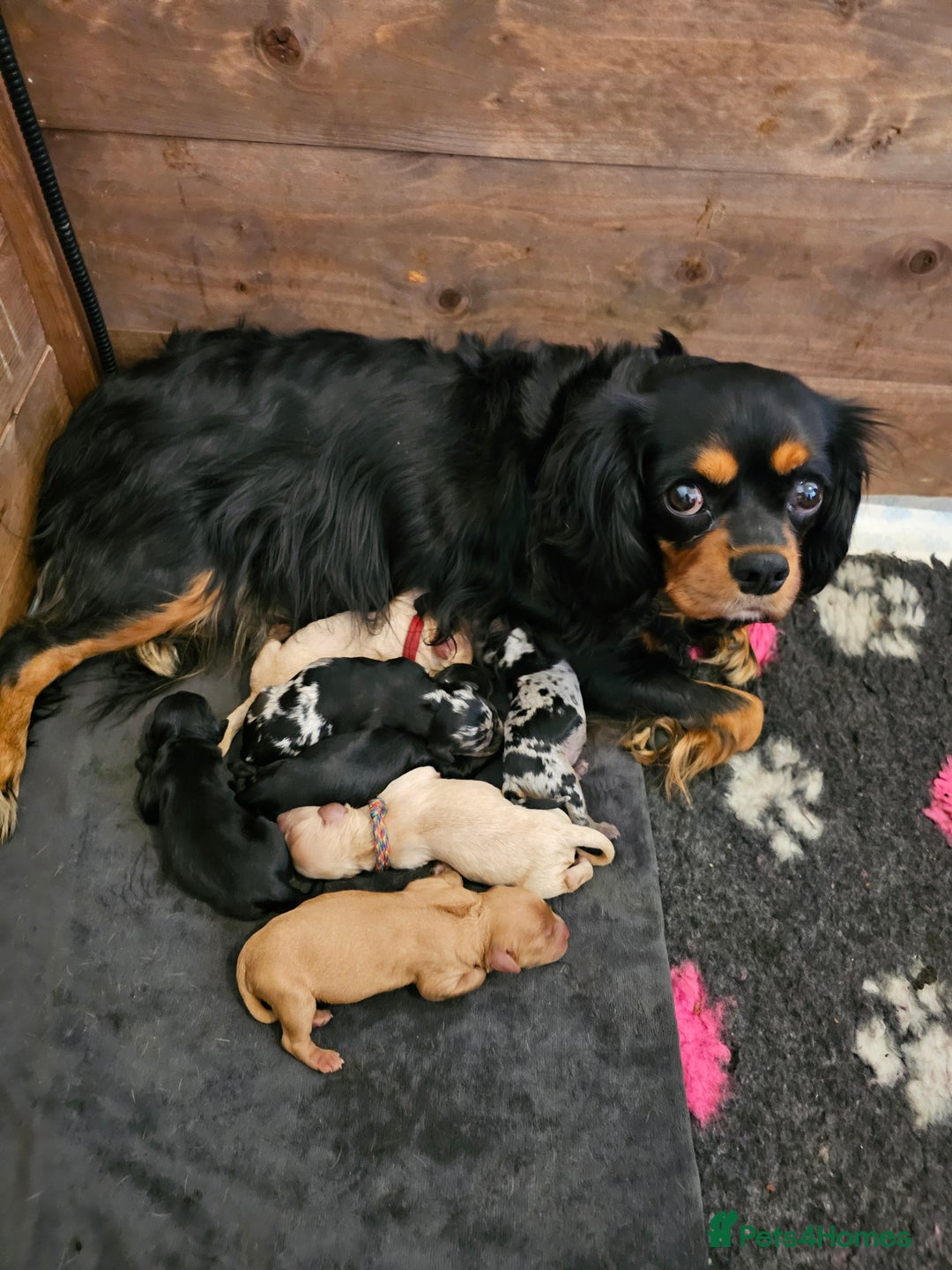 Cavapoo dogs for sale: 🐾 Gorgeous Health Tested F1 Cavapoo Puppies 🐶🐾 - Image 10