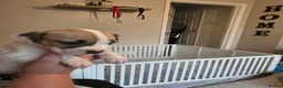 American Bulldog dogs for sale: American bull.dog puppies  in Wigan - Advert 4
