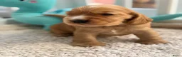 Cocker Spaniel dogs for sale: Champion Bloodline KC Show Cocker Spaniel Puppies  - Advert 10