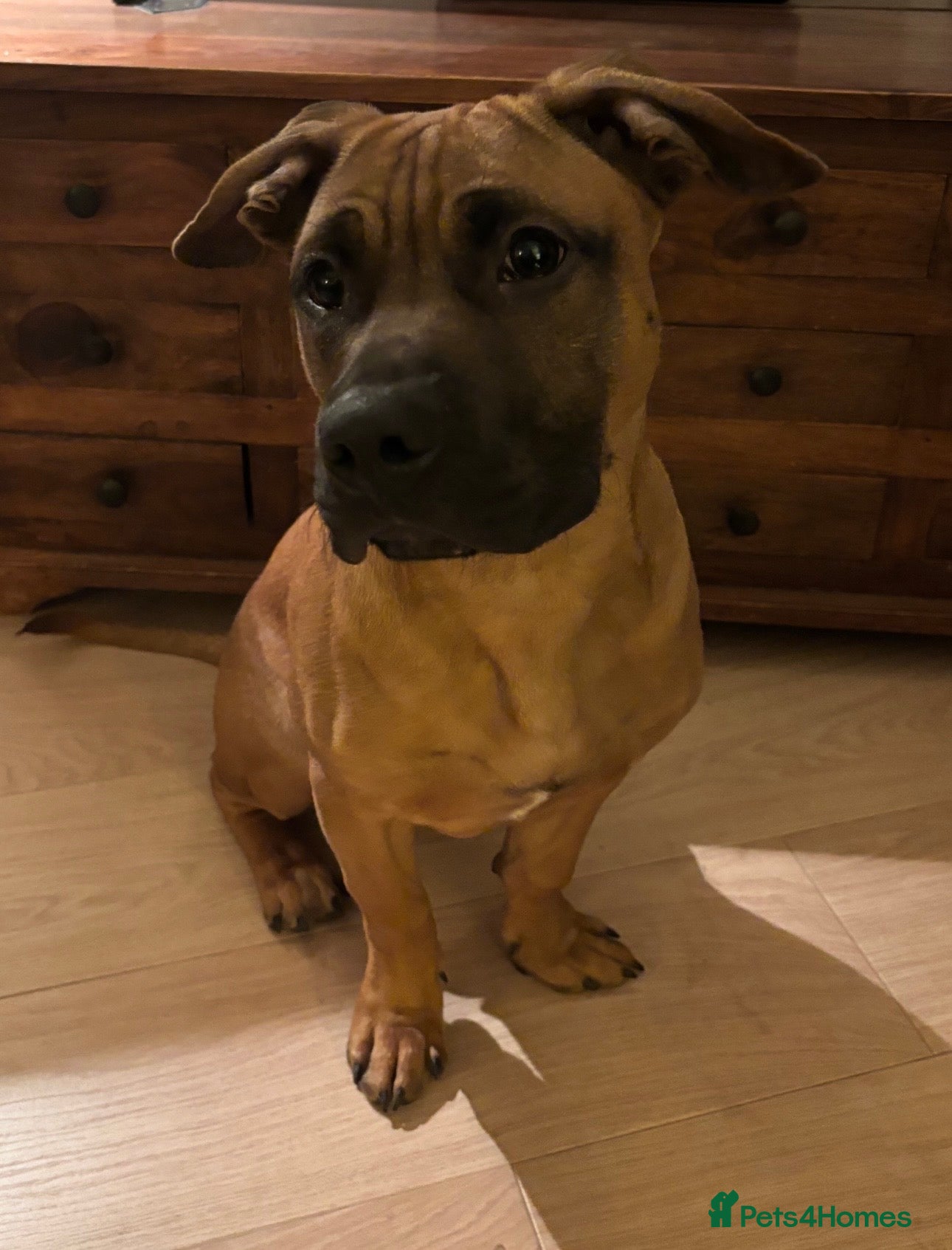 Mixed Breed dogs Rehoming my beautiful Staffie X (6 months old) - Advert 1