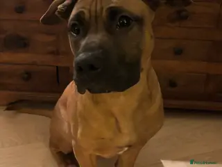 Mixed Breed dogs Rehoming my beautiful Staffie X (6 months old) - Advert 2