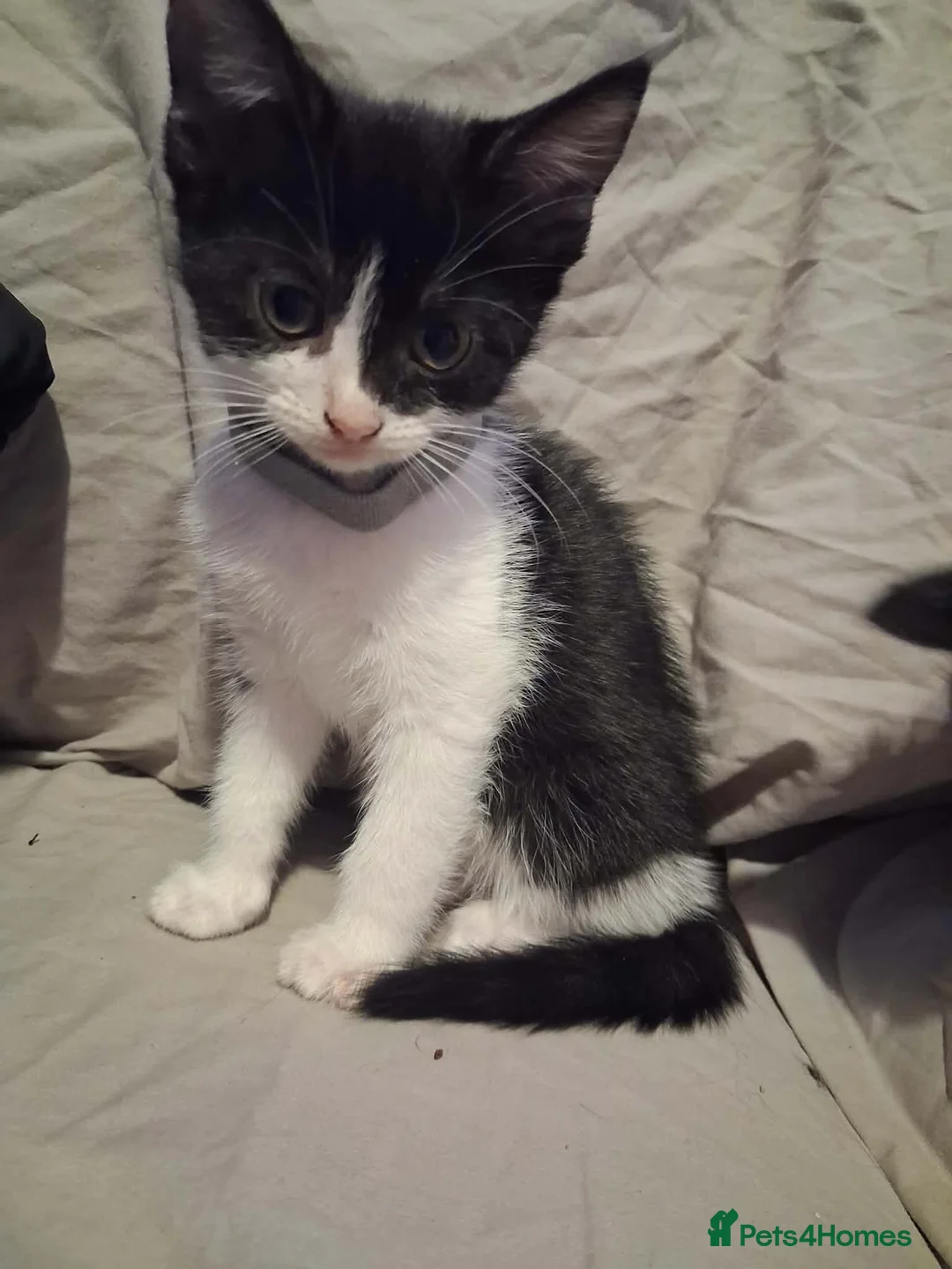 Mixed Breed cats for sale: 6 Beautiful kittens ready for loving homes. - Advert 2