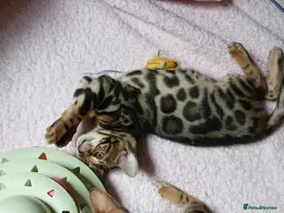 Bengal cats Family raised TICA Bengal kittens READY NOW - Advert 6