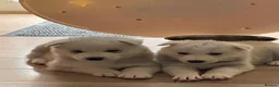 Siberian Husky dogs for sale: Siberian husky pup's  in Sheffield - Advert 7