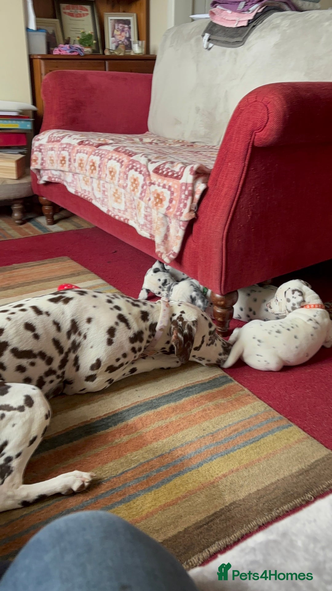 Dalmatian dogs for sale: Ready now 1 black spot bitch & 3 liver spot bitch - Image 5