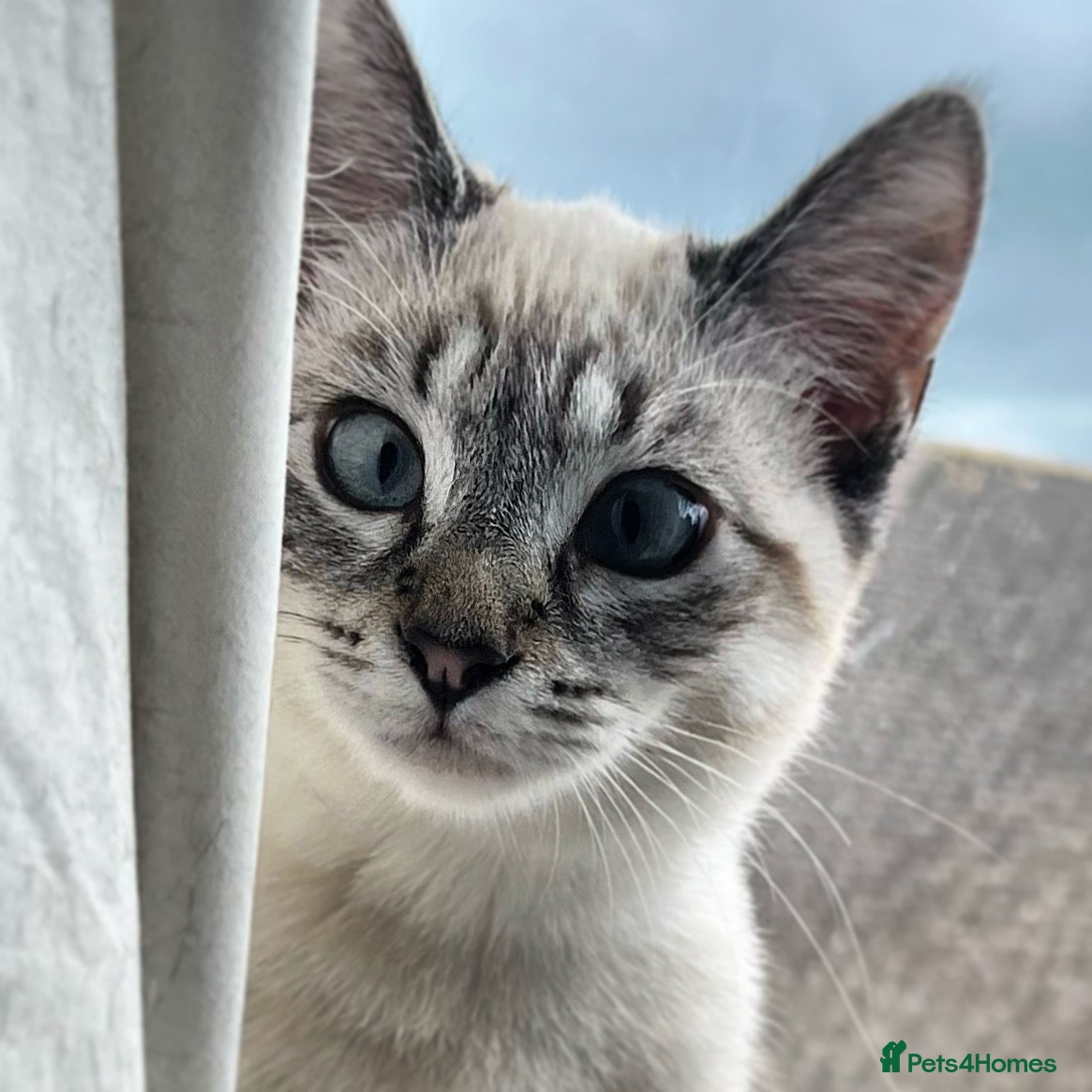 Siamese cats Beautiful Siamese Looking for a Loving Home  - Advert 6