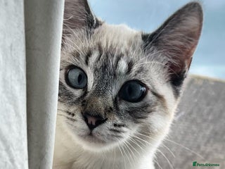 Siamese cats Beautiful Siamese Looking for a Loving Home - Advert 2