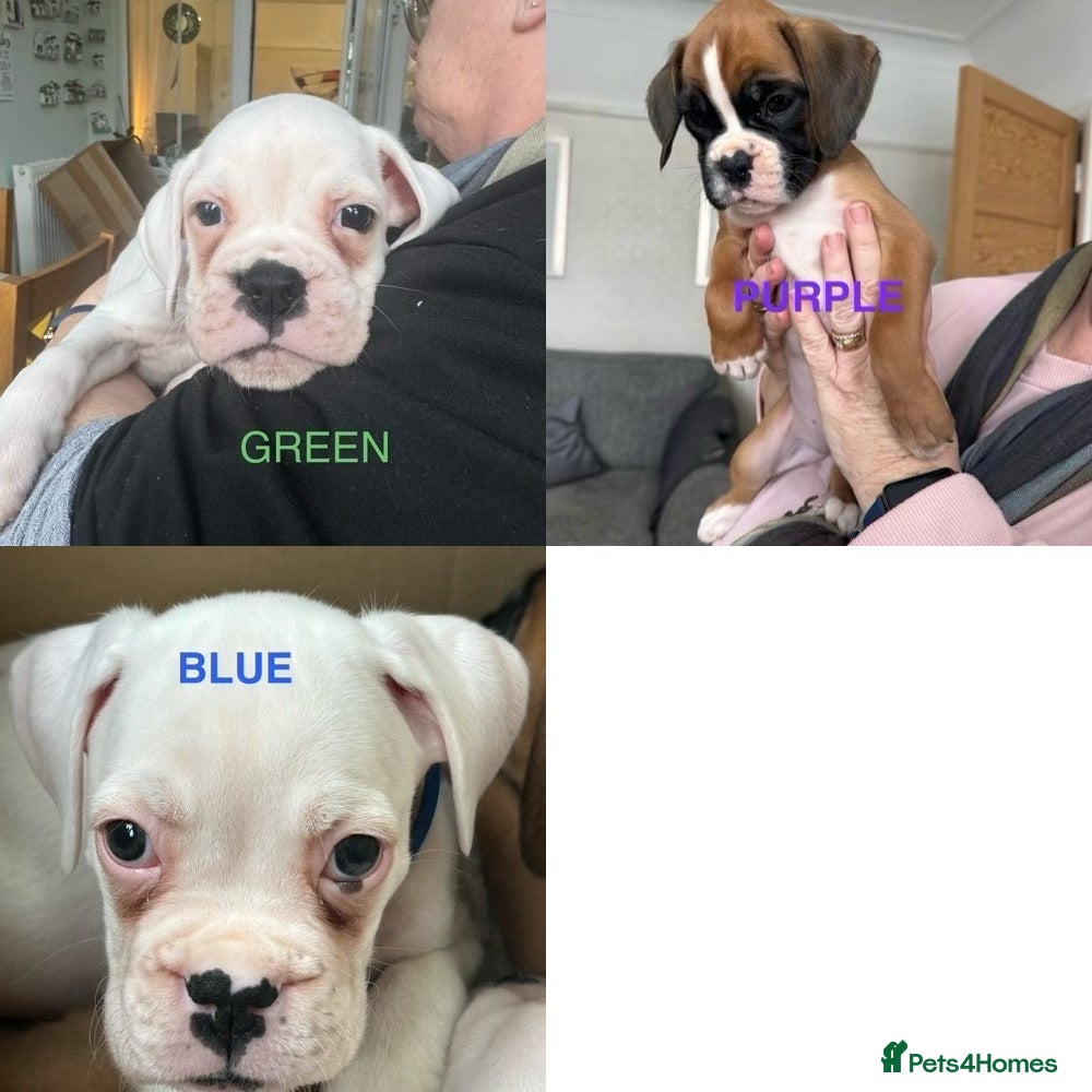 Boxer dogs Adorable BOXER puppies - Advert 6