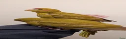 Parakeets birds for sale: Hand reared baby Kakarikis for sale - Advert 2