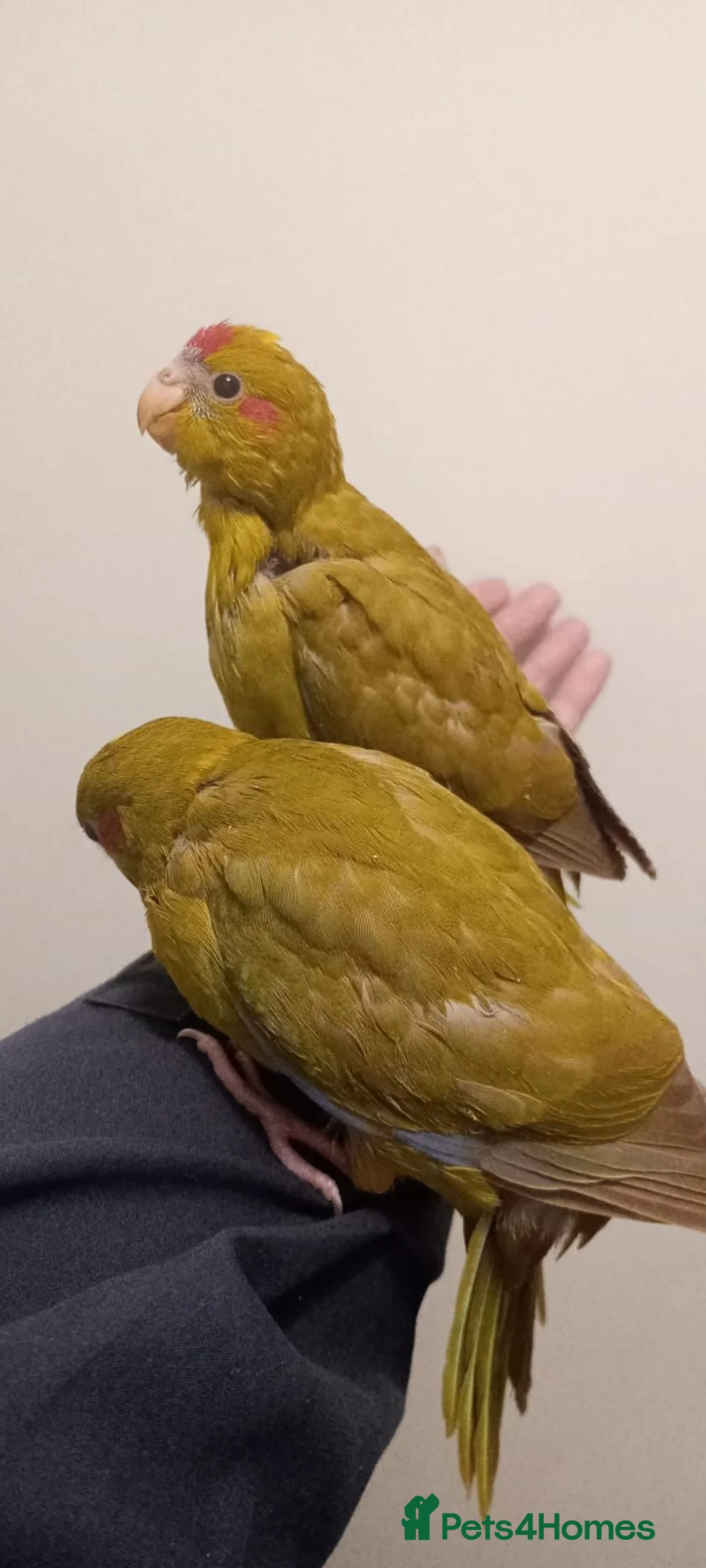 Parakeets birds for sale: Hand reared baby Kakarikis for sale - Advert 2