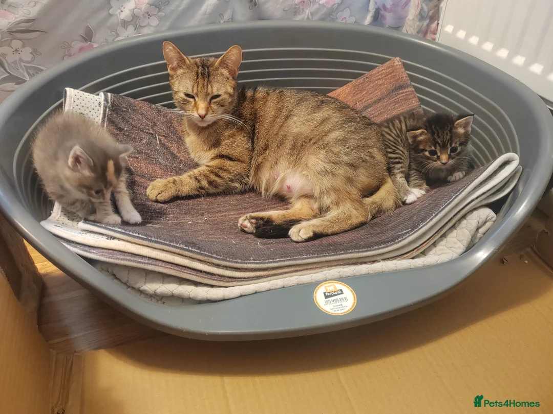 Mixed Breed cats for sale: 4 gorgeous little kitten looking for homes  - Advert 1