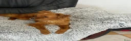 Mixed Breed dogs for adoption: Pretty Polly looking for love - Advert 17