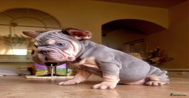 French Bulldog dogs - Advert 27