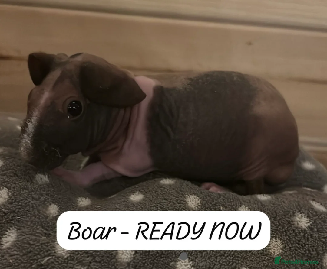 Guinea Pig rodents for sale: 🐹✨ Skinny Pigs & Werewolf Guinea Pigs ✨🐹 - Advert 2