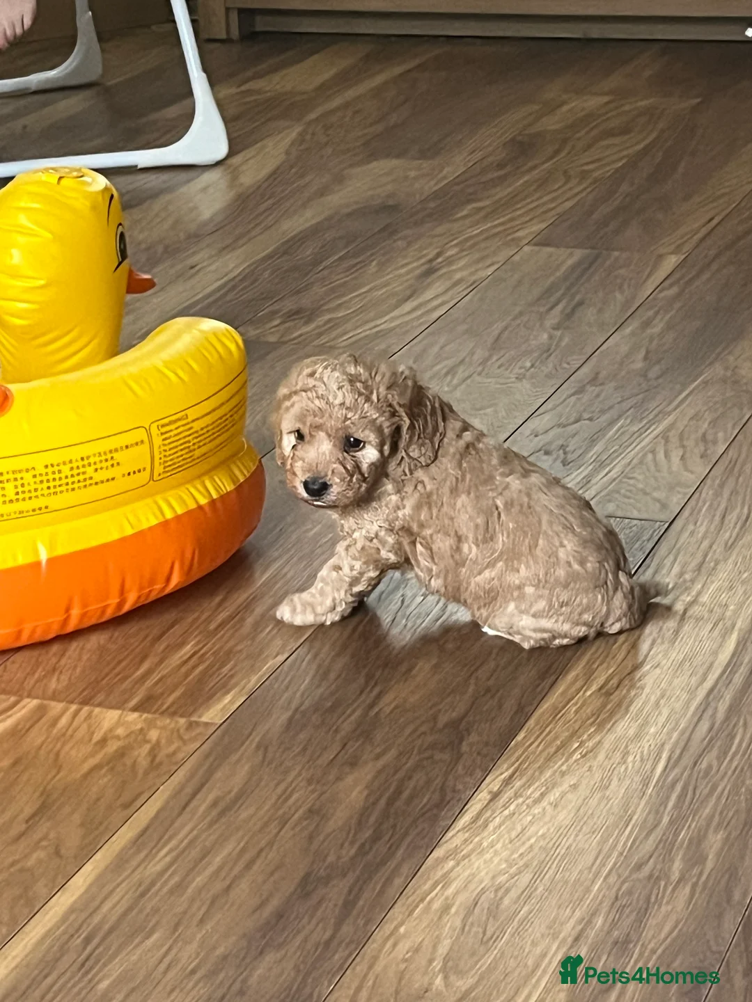 Cockapoo dogs for sale: F1B cockapoos looking for loving homes  - Advert 7