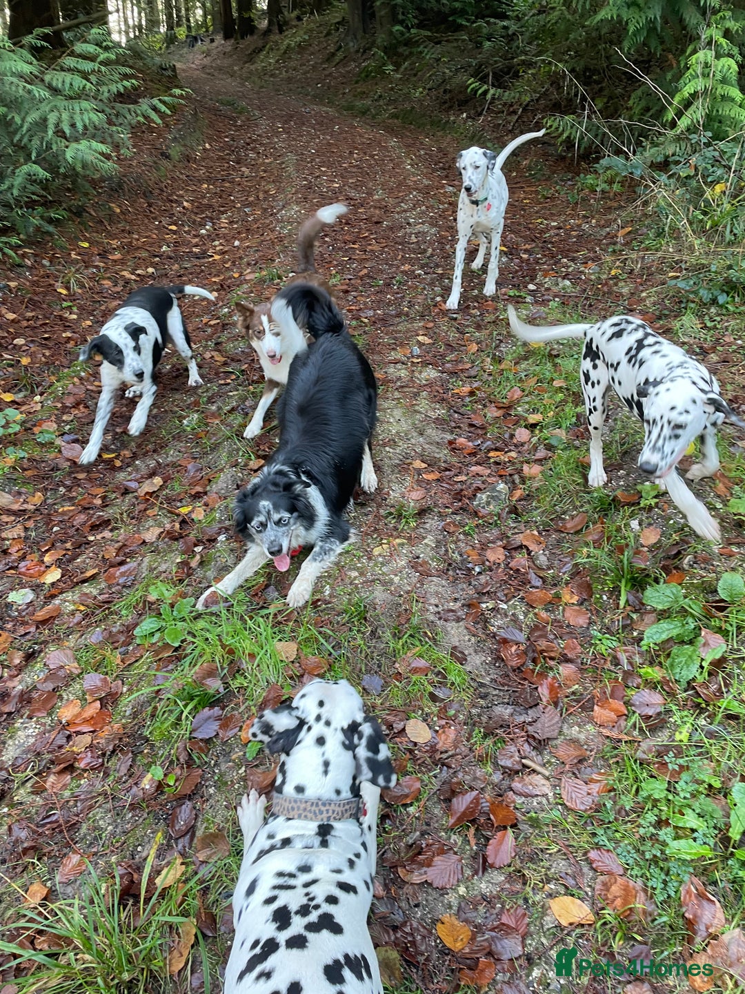 Dalmatian dogs for sale: Potential rehome - male LUA Dalmatian  - Advert 32
