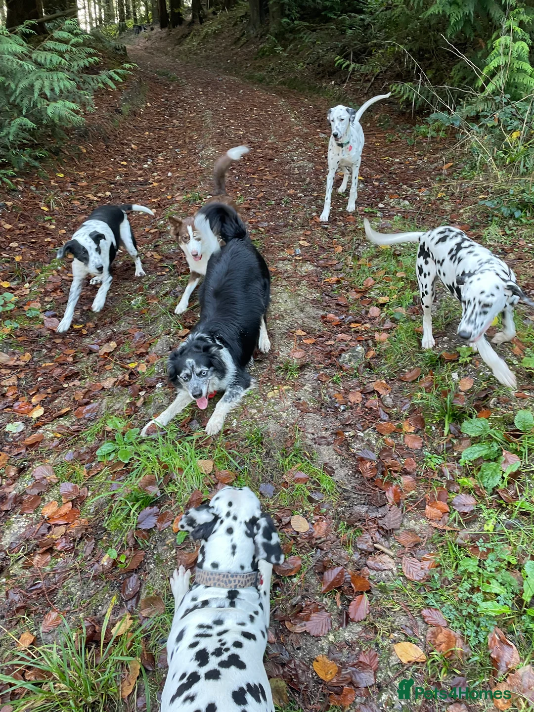 Dalmatian dogs for sale: Potential rehome - male LUA Dalmatian  - Advert 32