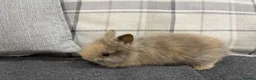 Lionhead rabbits for sale: Double Mane Lion Head Bunnies 🐰 for sale  - Advert 15