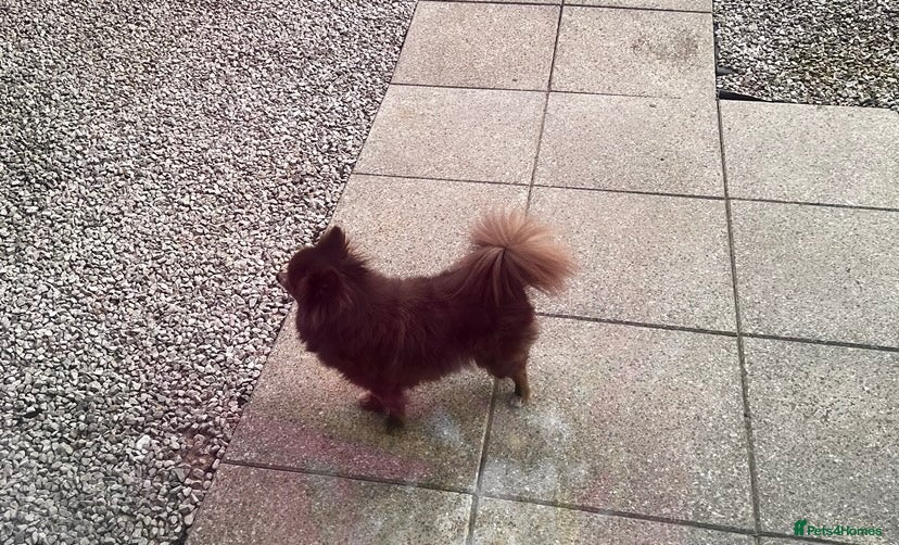 Pomeranian dogs Beautiful chocolate Pomeranian Girl  - Advert 17