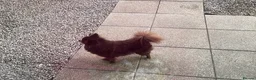 Pomeranian dogs for sale: Beautiful chocolate Pomeranian Girl  - Advert 2