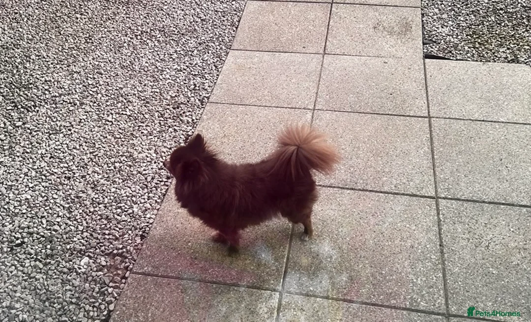 Pomeranian dogs for sale: Beautiful chocolate Pomeranian Girl  - Advert 2