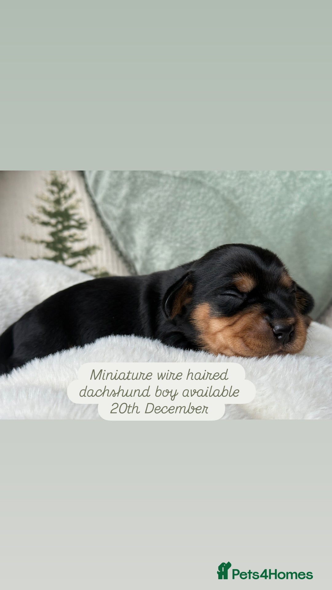 Miniature Dachshund dogs for sale: ✨Stunning kc minature wire haired dachshund✨  - Advert 5