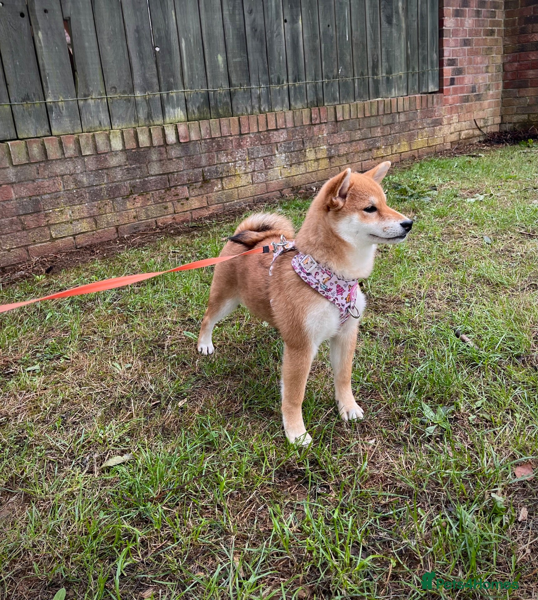 Japanese Shiba Inu dogs KC registered Japanese Shiba Inu puppies - Advert 1