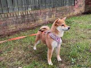 Japanese Shiba Inu dogs KC registered Japanese Shiba Inu puppies - Advert 7