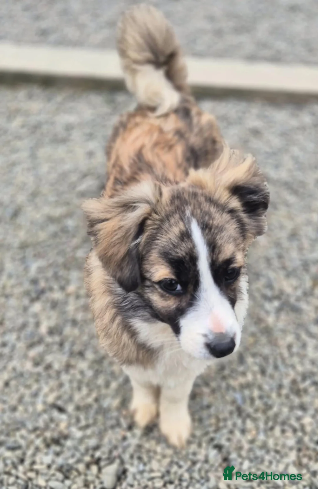 Mixed Breed dogs for adoption: Baxter - In Ayr Looking for a Home  - Advert 2