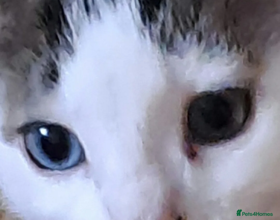 Mixed Breed cats for sale: Due to time wasters  - Advert 2