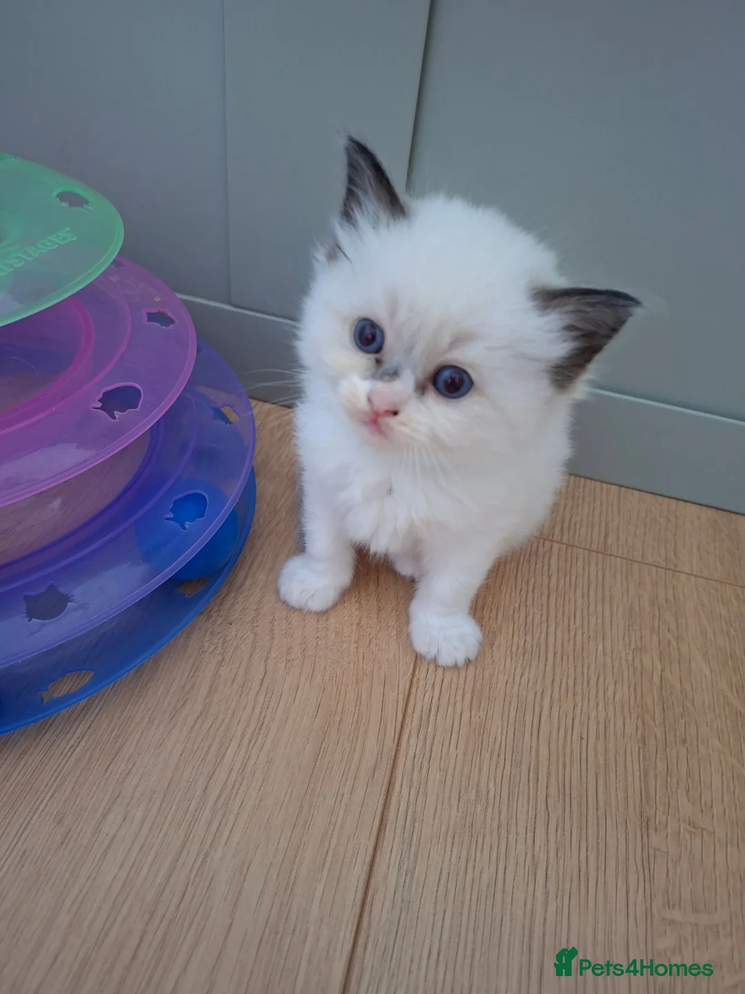 Ragdoll cats for sale: Ragdoll kittens  in Clydebank - Advert 10