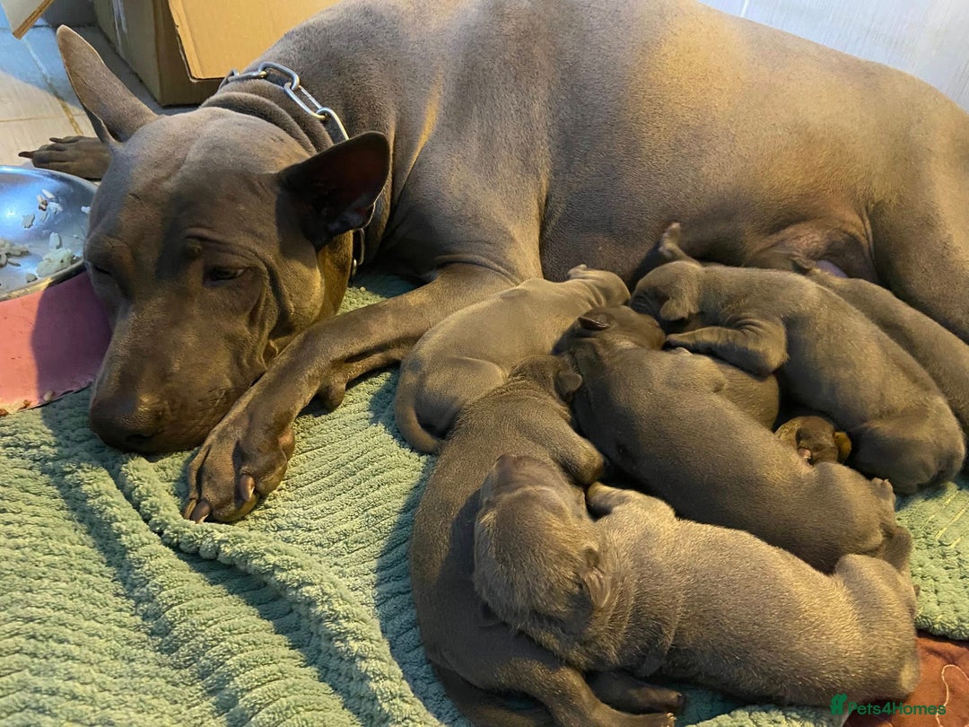 Thai Ridgeback dogs for sale: Stunning Blue Thai Ridgeback Puppies for Sale - Advert 15