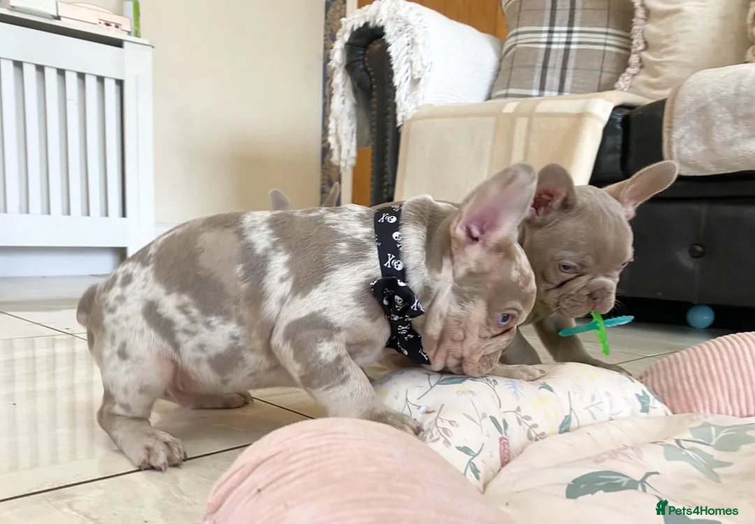 French Bulldog dogs for sale: NEWSHADE ISABELLA AND MERLE FRENCH BULLDOGS - Advert 23
