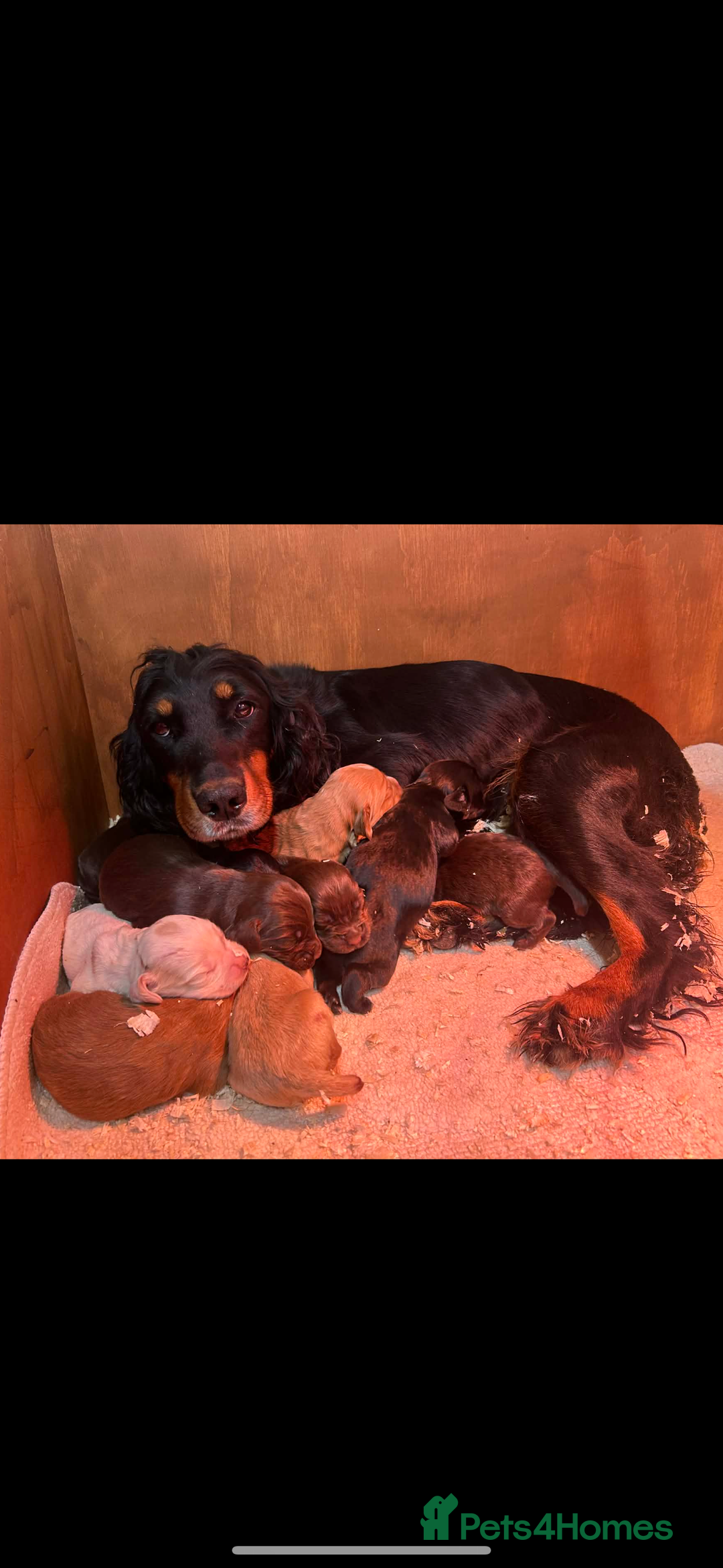Cocker Spaniel dogs for sale: Working Cocker pups  - Advert 6