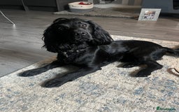 Cocker Spaniel dogs for stud: Proven Gorgeous cocker spaniel for stud  in Ayr - Image 4