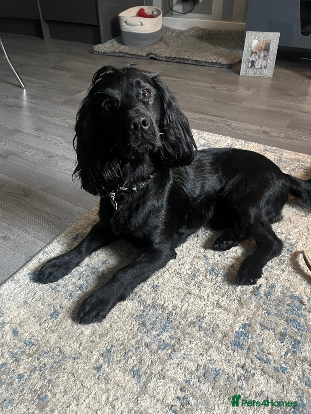 Cocker Spaniel dogs for stud: Proven Gorgeous cocker spaniel for stud  in Ayr - Image 4