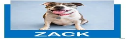 Mixed Breed dogs for adoption: Zack - In Ayr Looking for a home  - Advert 2