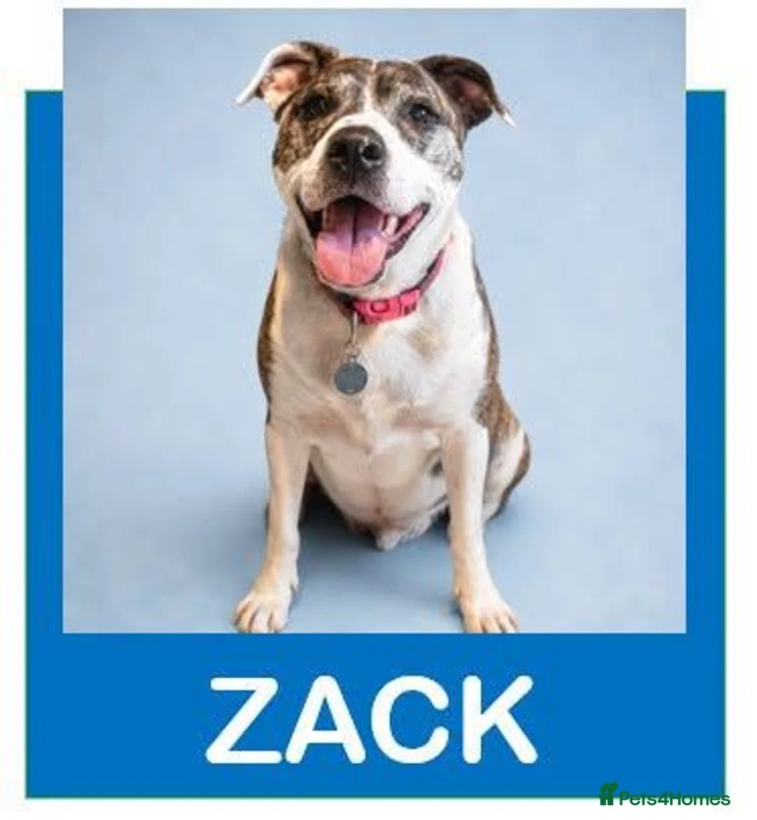 Mixed Breed dogs for adoption: Zack - In Ayr Looking for a home  - Advert 2