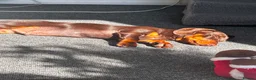 Miniature Dachshund dogs for sale: Loving Home Needed for Our 7-Month-Old Puppy  - Advert 2