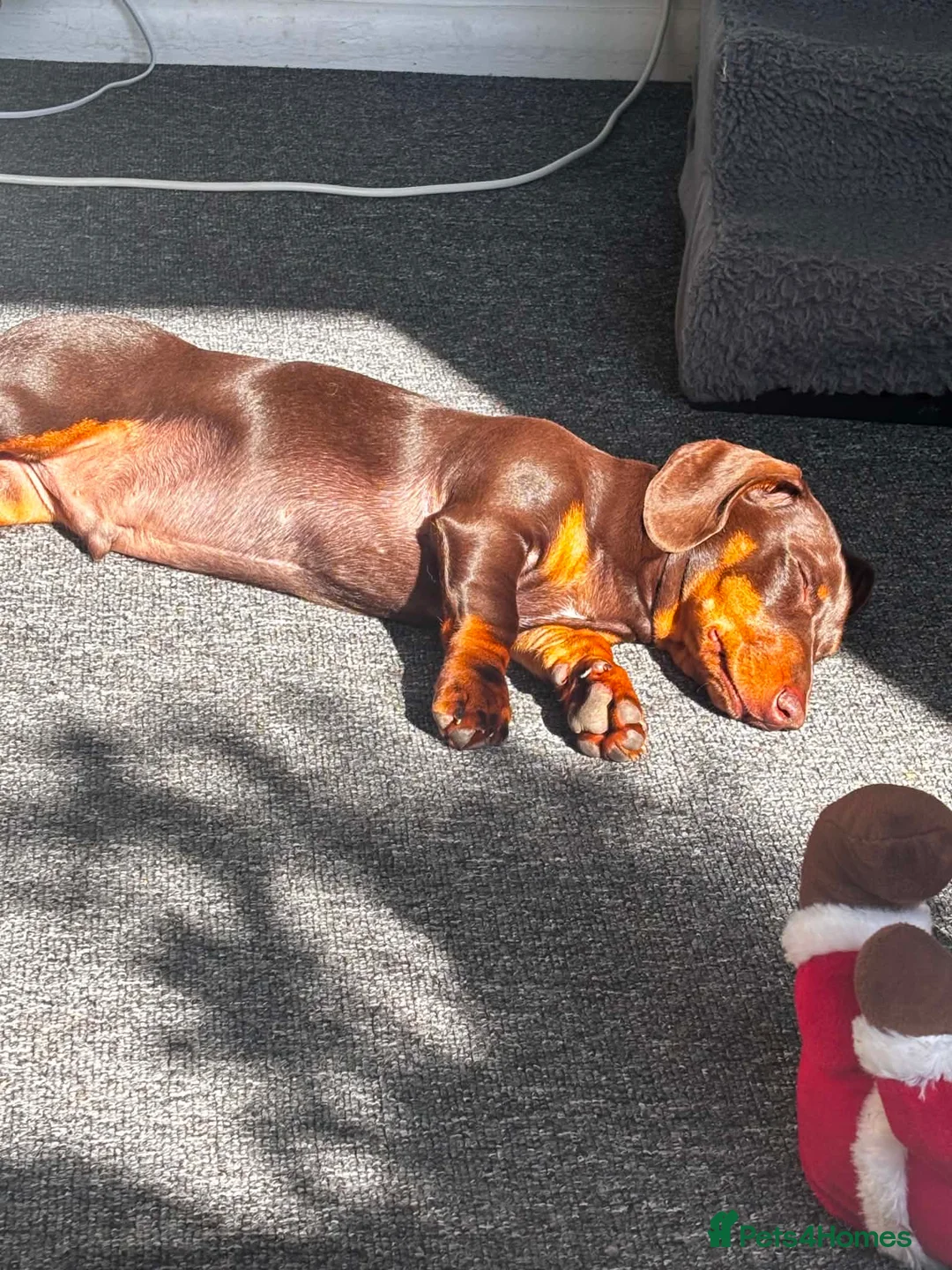 Miniature Dachshund dogs for sale: Loving Home Needed for Our 7-Month-Old Puppy  - Advert 2