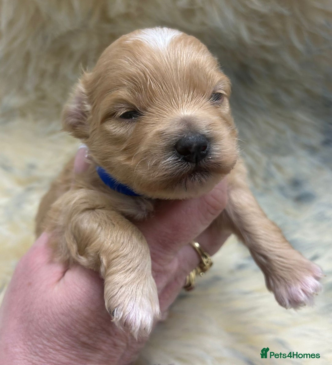 Maltipoo dogs for sale: Red Toy Maltipoos  - Advert 12